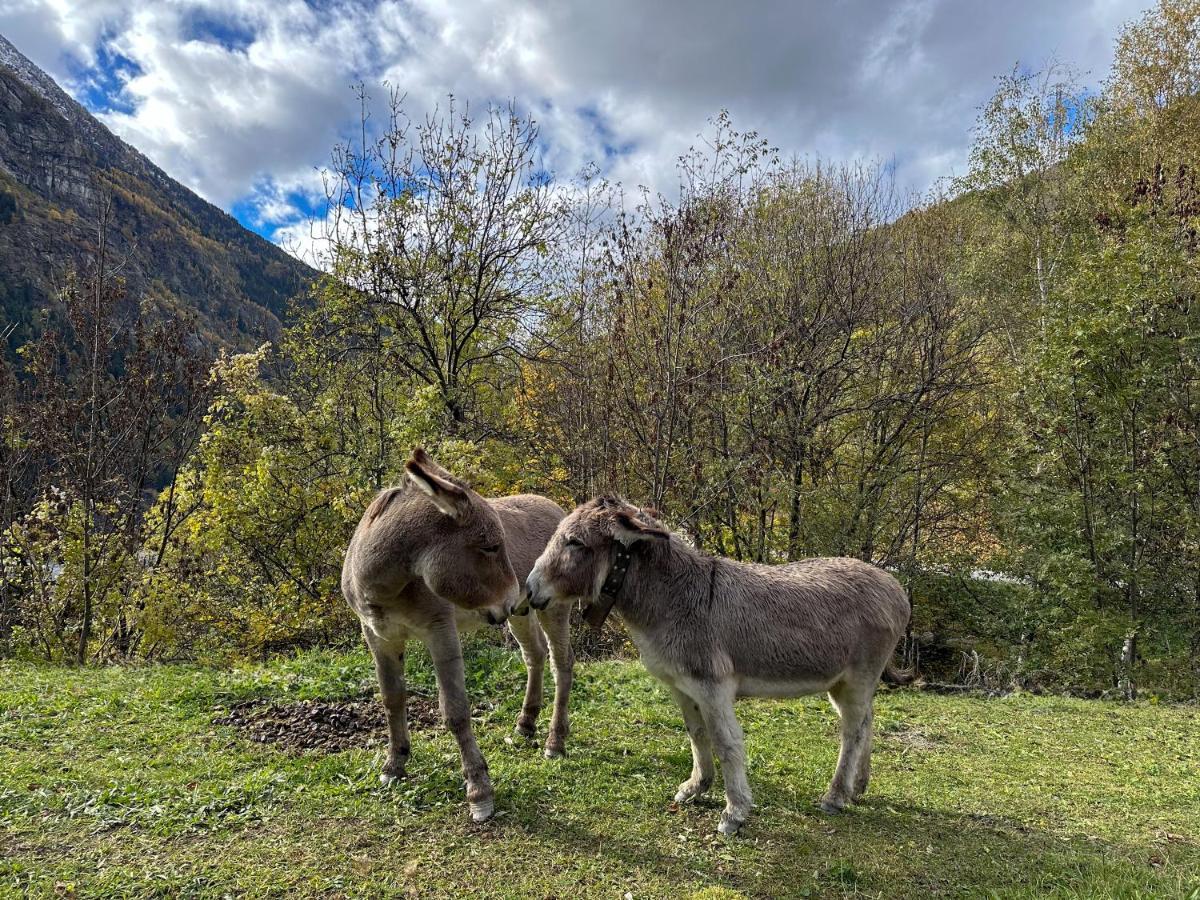 Cozyloge, & Les 3 Vallees